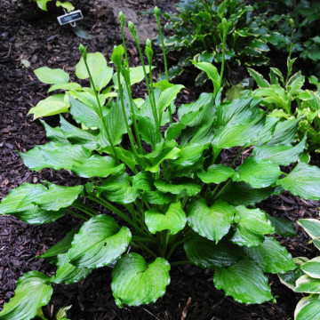 Crin de toamna (Hosta 'Stifry'), bulbi crini, flori mov