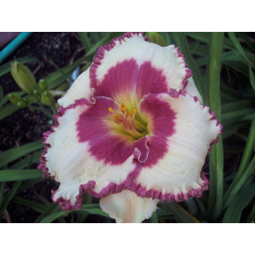 Crin de vara (Hemerocallis 'Ageless beauty), plante perena, flori multicolor