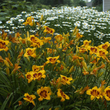 Crin de vara (Hemerocallis 'Black eyed susan'), plante perena, flori galbene - Img 2