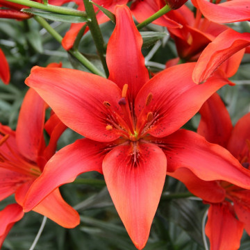 Crini Asiatic red 14/16(Lilies Asiatic red), bulbi crini, flori rosu - Img 2