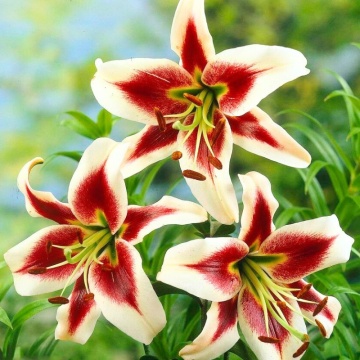 Crini Beverly Dreams (Lilium Beverly Dreams), bulbi crini, flori alb, rosu