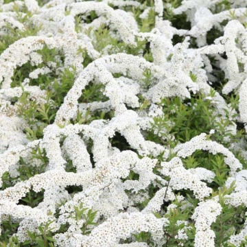 Cununita alba (Spiraea cinerea Grefsheim), planta gard viu, arbust ornamental, flori alb - Img 2
