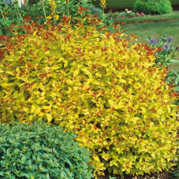 Cununita galbena (Spiraea japonica Goldmound), arbust ornamental, flori roz - Img 4