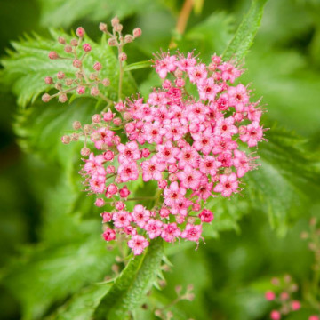 Cununita (Spiraea bumalda Crispa), planta gard viu, arbust ornamental, flori roz - Img 3