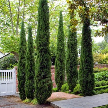 CUPRESSUS SEMPERVIRENS - CHIPAROS - Img 1