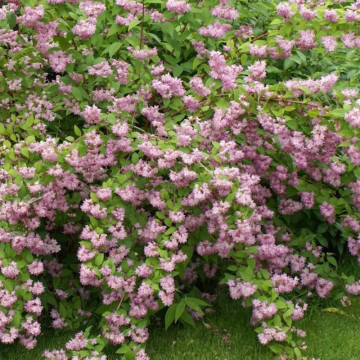 Deutzia roz (Deutzia hybrida Strawberry Fields), planta gard viu, arbust ornamental, flori alb, roz - Img 4