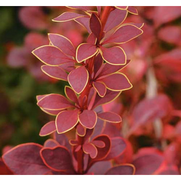 Dracila cu margini galbene (Berberis th. Golden Ring), planta gard viu, arbust ornamental, gradina japoneza - Img 3