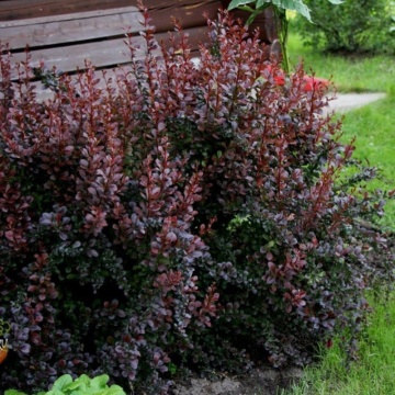 Dracila rosie (Berberis th Darts red Lady), planta gard viu, arbust ornamental, frunzis rosu - Img 2