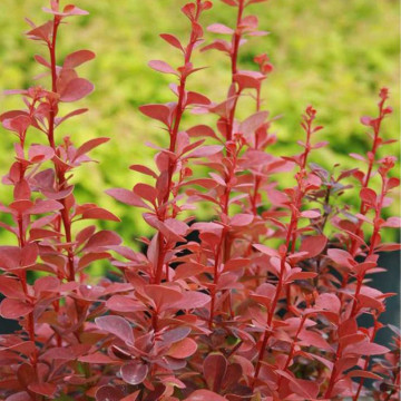 Dracila rosie columnara (Berberis th. Red rocket), planta gard viu, arbust ornamental, gradina japoneza