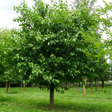 Dud alb (Morus alba), pom fructifer, planta medicinala - Img 6