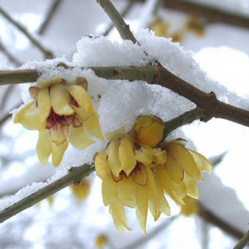 Dulceata iernii (Chimonanthus praecox), arbust ornamental, gradina japoneza, planta parfumata - Img 2