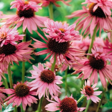 Echinacea purpurea Sombrero Double Decker, planta perena, planta melifera, planta medicinala