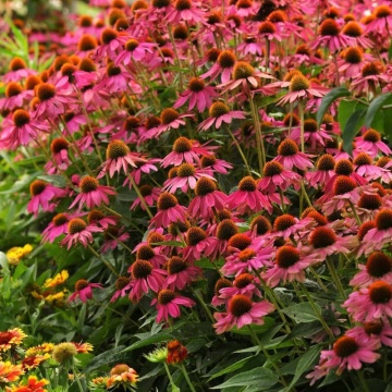 Echinaceea (Echinacea purpurea Powwow Wild Berry)