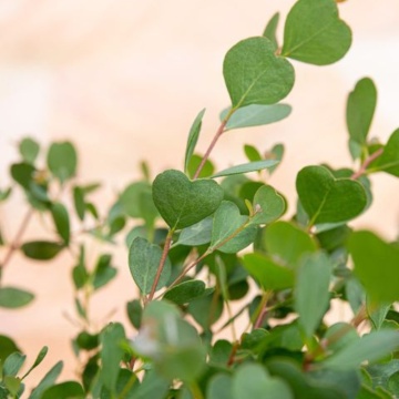 Eucalipt (Eucalyptus websteriana Heart), arbore ornamental