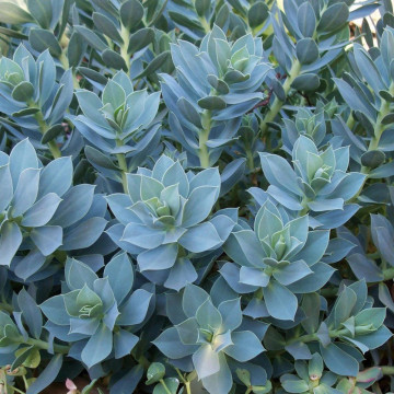 Euforbie (Euphorbia myrsinites), vesnic verde, planta acoperitoare de sol - Img 3
