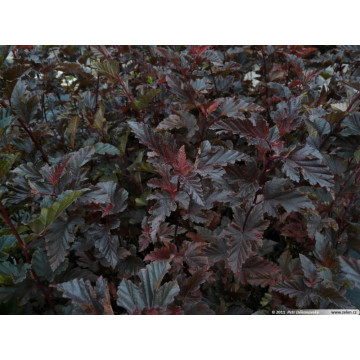 Fisocarpus (Physocarpus opulifolius Diabolo), planta cu flori, flori alb, roz, frunzis rosu - Img 2