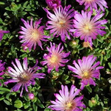 Floarea de cristal (Delosperma cooperi Table Mountain), vesnic verde, planta perena, flori roz