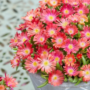 Floarea de cristal somon (Delosperma cooperi Ice Cream Salmon)