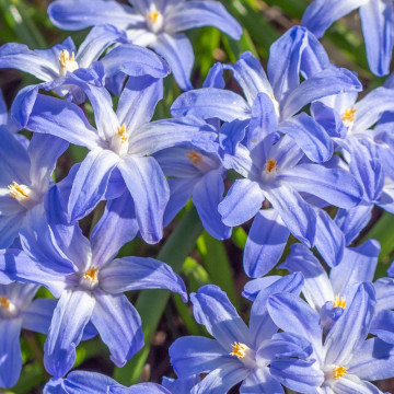 Floarea de Gheața (Chionodoxa Luciliae), planta de gradina