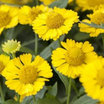 Floarea Elenei (Helenium autumnale Helena Gold) ghiveci 2 l, planta perena, flori galbene - Img 2