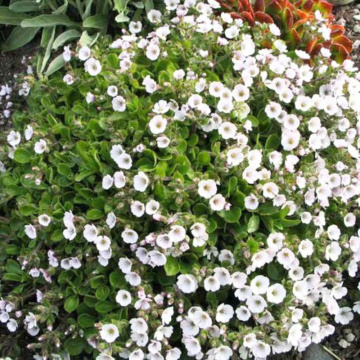 Floarea miresei alba (Gypsophila cerastioides white), planta perena, flori alb - Img 2