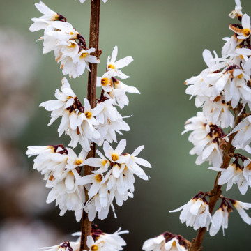 Forsitia alba (Abeliophyllum distichum), arbust ornamental, planta parfumata, flori alb - Img 2