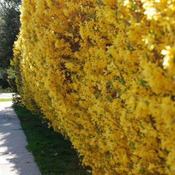 Forsitia (Forsythia intermedia) RN - Img 5