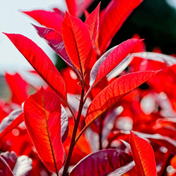 Fotinie (Photinia fraseri Camilvy), planta gard viu, vesnic verde, frunzis verde-rosu - Img 2