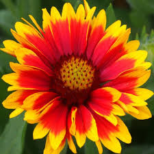 Gailardia, roata de foc (Gaillardia Arizona Sun), planta perena, flori galben, rosu - Img 2