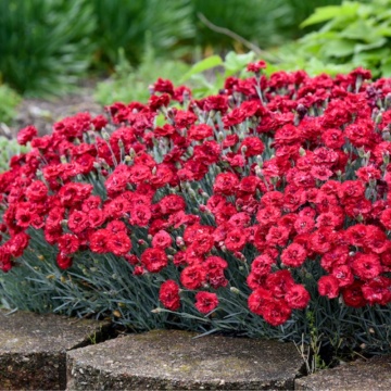Garofite rosii(Dianthus Caryophyllus code bright red)