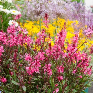 Gaura rosie (Gaura Lindheimeri Gaudi Compact Red), planta perena, planta melifera, flori rosu