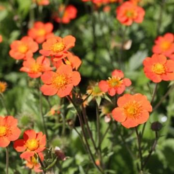 Geum Coccineum Borisii ghiveci 2 l, planta perena, flori portocaliu - Img 2