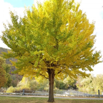 Ginkgo (Ginkgo biloba) 80-100 cm, planta de gradina - Img 3