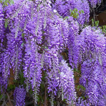 Glicina altoita (Wisteria floribunda Ludwik Lawin), planta cataratoare, planta parfumata, flori verde