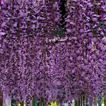 Glicina altoita (Wisteria floribunda Royal purple), planta cataratoare, planta parfumata, flori verde - Img 1