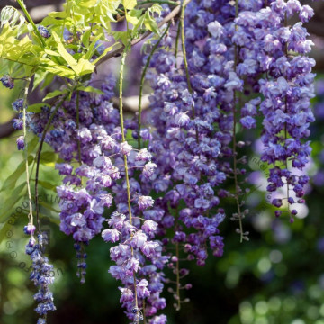 Glicina altoita (Wisteria floribunda Violacea Plena), planta cataratoare, planta parfumata, flori verde