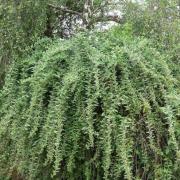 Goji (Lycium barbarum), planta gard viu, arbust fructifer - Img 3