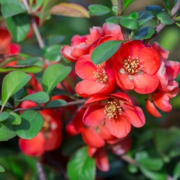 Gutui japonez (Chaenomeles superba Crimson and Gold), planta gard viu, arbust ornamental, gradina japoneza