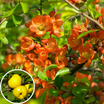 Gutui japonez portocaliu (Chaenomeles sup. Orange tail), planta gard viu, arbust ornamental, gradina japoneza