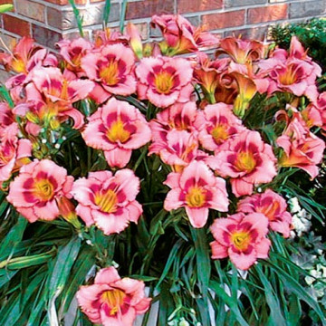 Hemerocallis 'strawberry candy', planta perena, flori roz