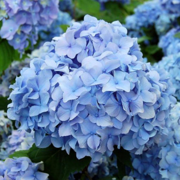 Hortensia albastra (Hydrangea macro. Nikko Blue), planta cu flori, flori albastru - Img 5