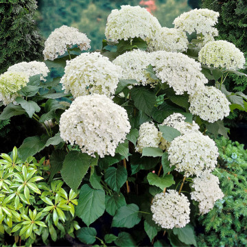 Hortensia Annabelle (Hydrangea arborescens Annabelle) ghiveci 2 l, planta gard viu, planta ornamentala, flori alb - Img 2