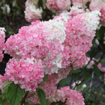 Hortensia roz (Hydrangea paniculata Vanille Fraise), arbust ornamental, flori roz - Img 2