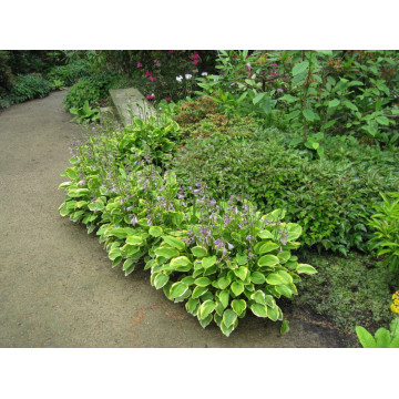 Hosta 'Golden tiara', planta perena, flori mov