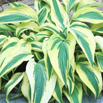 Hosta 'lakeside dragonfly', planta perena, flori mov