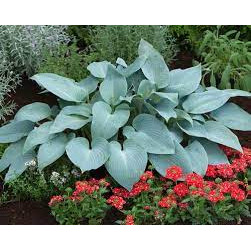 Hosta tardiana 'Halcyon', planta perena, flori mov - Img 2