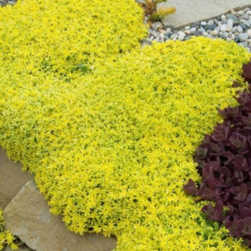 Iarbă de șoaldina galbenă (Sedum acre Yellow) ghiveci 2l, vesnic verde, planta perena - Img 2