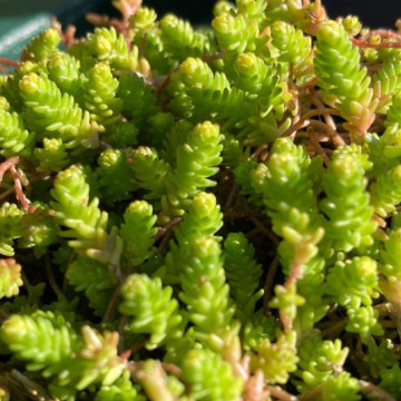Iarba de soaldina (Sedum acre), vesnic verde, planta perena - Img 2