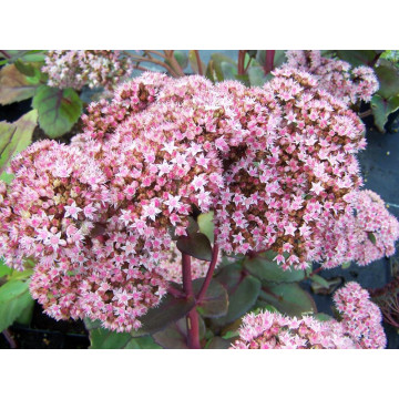 Iarba de soaldina (Sedum Matrona) ghiveci 2l, planta perena, planta melifera, flori roz - Img 2
