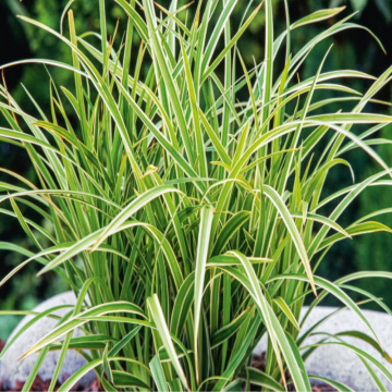 Iarba decorativa (Carex morrowii 'Vanilla Ice'), vesnic verde